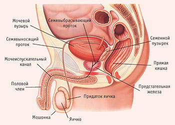 Строение мужской репродуктивной системы